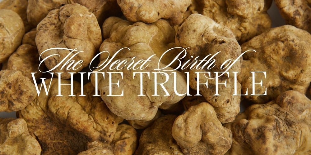 The secret birth of White Truffle: How Earth and Sky Prepare Italian Season