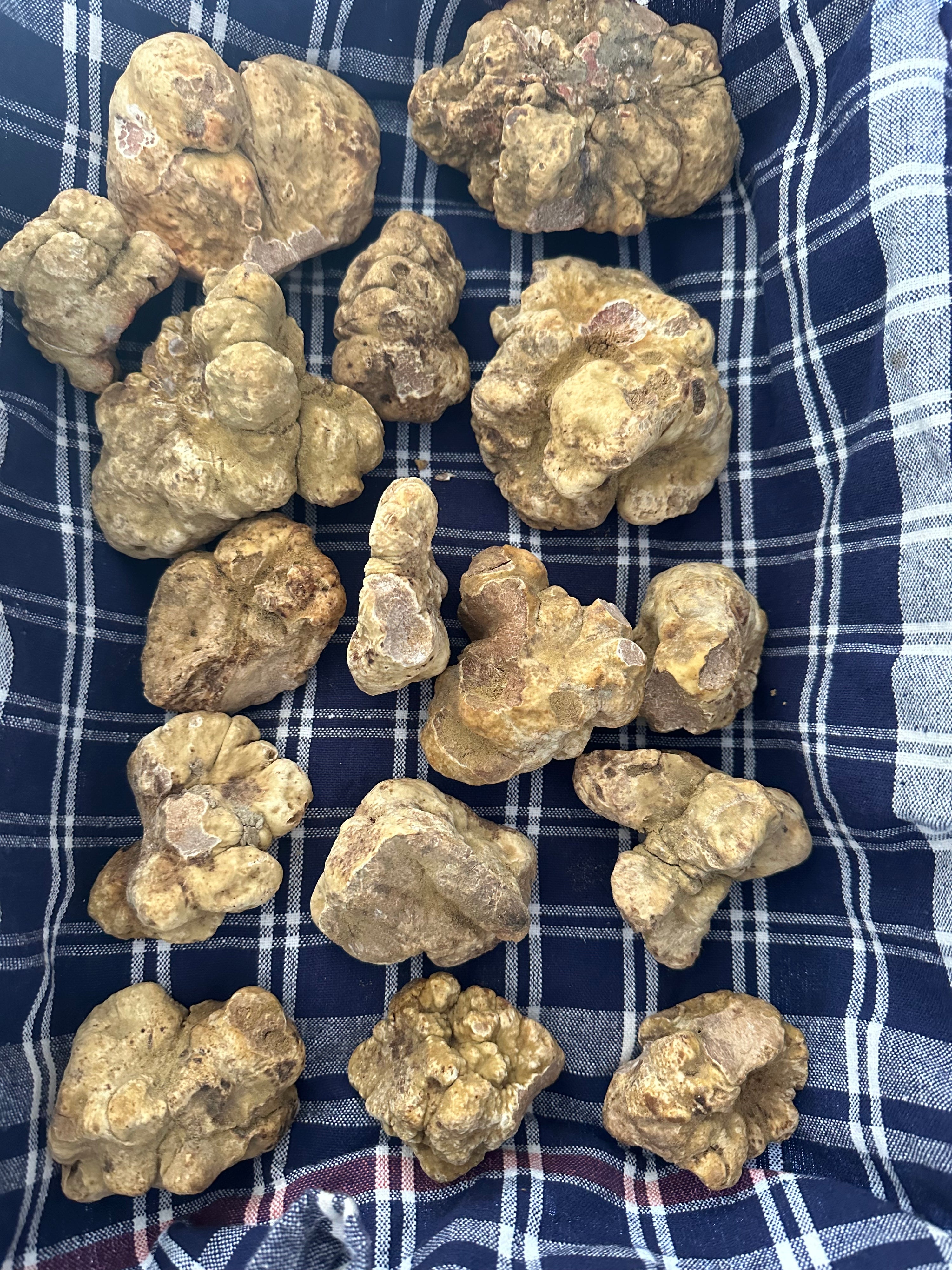 a pile of rocks sitting on top of a blue and white checkered blanket