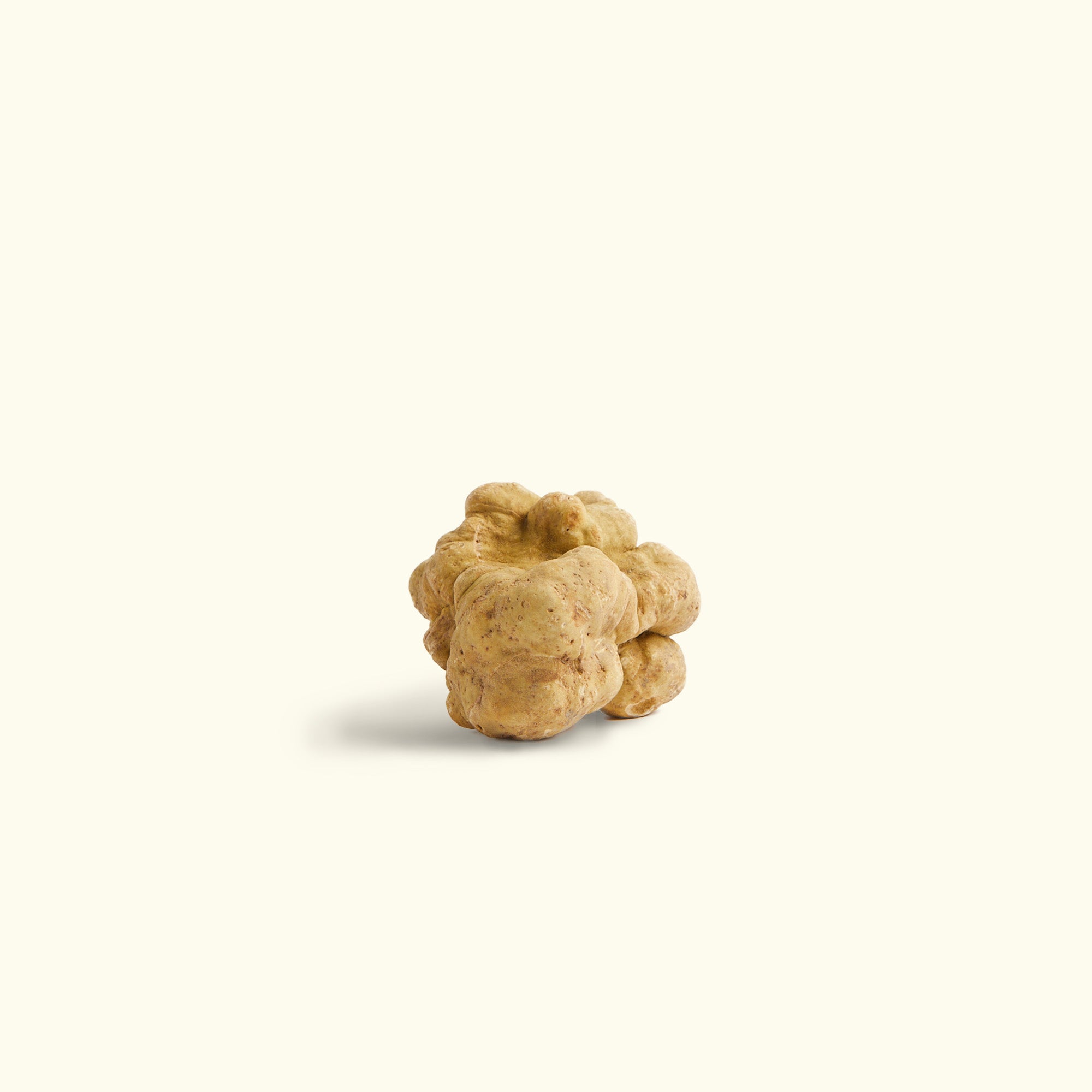 Medium Fresh White Truffle