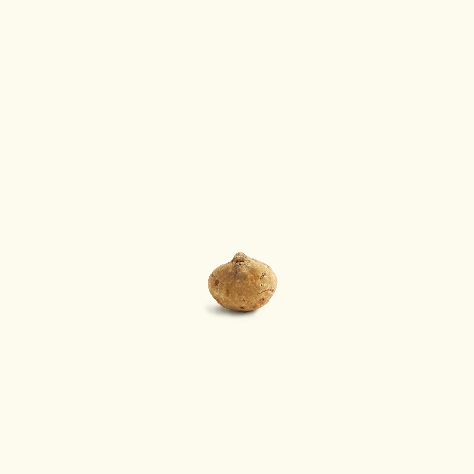 Small Fresh White Truffle